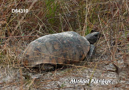 Gopher Tortoise (Gopherus polyphemus)